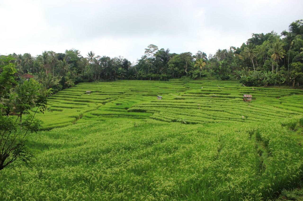 Saridevi Ecolodge จาตีลูวีห์ ภายนอก รูปภาพ